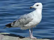 Eine aufmerksame M�we Anfang Juni 2018 an der Aalborger Hafenpromenade.