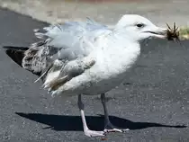 Die M�wen in Aalborg waren Anfang Juni 2018 �u�erst erfolgreich. Innerhalb von 10 Minuten konnte ich den Fang von 3 Krebsen beobachten.