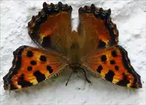 Endlich ein  Gro�er Fuchs  vor der Linse.  17.06.2018  (Hans)