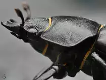 Kopf und Halsschild eines Balkenschr�ters. (Hattingen, Juni 2018)