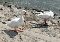 Gnse am Rheinufer in Mondorf - 20.05.2018