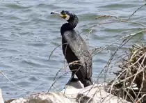 Kormoran am Rheinufer bei Oberkassel - 21.04.2018