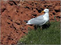 Silbermwe auf Helgoland. 14.05.2018