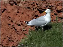 Silberm�we auf Helgoland. 14.05.2018