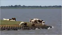  Bade- Schafe am Jadebusen. Sie scheinen zu �berlegen, ob das Wasser schon warm genug zum baden ist oder ob die Wolle vom Bad zu nass wird. Varel-Dangast, 28.06.2018