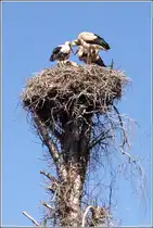 Wei�storchenpaar mit zwei schon recht gro�en Jungv�geln in ihrem Nest in Ovelg�nne. 30.06.2018