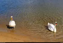Zwei Schw�ne kommen am Sandstrand des Heidebades Halle-Nietleben an Land. [22.6.2018 | 17:41 Uhr]