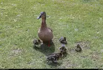 Stockentenfamilie am Nordstrand des S��en Sees in Seeburg (Gemeinde Seegebiet Mansfelder Land). [25.6.2018 | 11:30 Uhr]