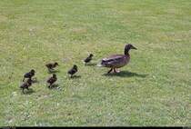 Stockentenfamilie am Nordstrand des Sen Sees in Seeburg (Gemeinde Seegebiet Mansfelder Land). [25.6.2018 | 11:31 Uhr]