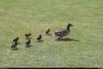 Stockentenfamilie am Nordstrand des S��en Sees in Seeburg (Gemeinde Seegebiet Mansfelder Land). [25.6.2018 | 11:31 Uhr]