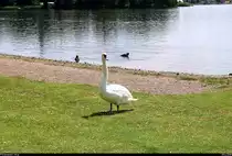 Ein Schwan besucht den Nordstrand des S��en Sees in Seeburg (Gemeinde Seegebiet Mansfelder Land). [25.6.2018 | 12:59 Uhr]