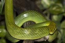 Schlange, 06.04.2008 Stuttgart 