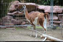 Blick auf ein Guanako in der neu errichteten Erlebniswelt  Sdamerika  des Zoos Leipzig. [26.6.2018 | 12:29 Uhr]