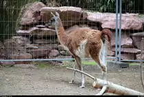 Blick auf ein Guanako in der neu errichteten Erlebniswelt  S�damerika  des Zoos Leipzig. [26.6.2018 | 12:29 Uhr]
