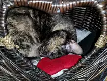  La� mich blo� in Ruhe!!!  Unser Siam-BKH-Mix m�chte nicht gest�rt werden. (Hattingen, Juni 2018)