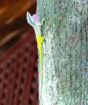 Ein Ritteranolis (Deiroptyx equestris) nahe Camag�ey (Cuba) am 29.6.2018