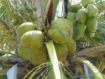 Ritteranolis (Deiroptyx equestris) bei Santa Lucia (Cuba) am 22.6.2018