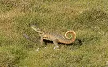Ein Rollschwanzleguan (Leiocephalus carinatus) auf der Flucht mit eingerolltem Schwanz am Strand von Guardalavaca (Cuba) am 30.6.2018
