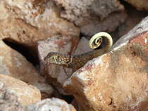 Ein Jungtier vom Rollschwanzleguan (Leiocephalus carinatus) auf der Flucht. Nur beim rennen rollen die Tiere ihen Schanz ein.