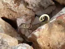 Ein Jungtier vom Rollschwanzleguan (Leiocephalus carinatus) auf der Flucht. Nur beim rennen rollen die Tiere ihen Schanz ein.