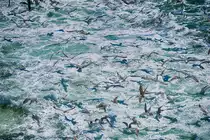 Seem�wen im Hafen von Hirtshals - von der Kristiansand-F�hre aufgenommen. Aufnahme: 1. Juli 2018.