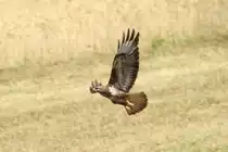 Ein M�usebussard beim Abflug auf einem Feld bei Rietenau. Aufgenommen am 20.7.18.