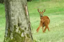 >>Ja, wer ist denn da hinter mir.<< Ein Reh mit 180� Kopfverdrehung. Aufgenommen am 20.7.18, bei Waltersberg.