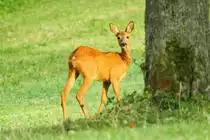 Ein junges Reh in der Abendsonne. Aufgenommen am 20.7.18, bei Waltersberg.