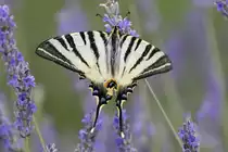 Papilionidae, Segelfalter, Iphiclides podalirius, 05.06.2018, Dubrovnik,
 Kroatien