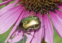 Grosser Rosenk�fer auf einer Bl�te im Garten - 13.07.2018