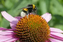 Hummel beim sammeln von Nektar auf einer Bl�te im Garten - 13.07.2018