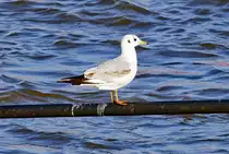 M�we auf �berp�ltem Gel�nder am Rheinufer in Bonn - 27.01.2018