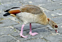 Nilgans am Rheinufer in Bad Breisig - 21.05.2018