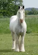 Pferd auf einer Weide in der Eifel - 02.05.2018
