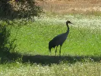 Ein Kranich sucht in der Mittagshitze sein schattiges Pl�tzen zum Ruhen. Grevesm�hlen, OT Barendorf [24.07.2018] 