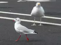 M�wen in Dunkerque, 11.9.16