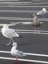 M�wen in Dunkerque, 11.9.16