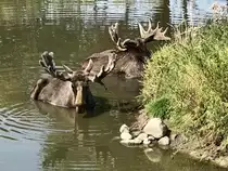 Abk�hlung der Elche in der Elch und Rentierfarm in Kleptow, 17291 Schenkenberg beim Abk�hlen am 17. August 2018.