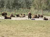 Die Bisons in der Elch und Rentierfarm in Kleptow am 17. August 2018.