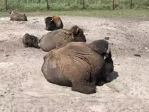 Ruhepause der Bison hier im Sand der Elch und Rentierfarm am 17. August 2018.
