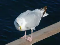 M�we vor Dover, 11.9.16