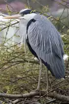 Graureiher, 06.04.2008 Stuttgart