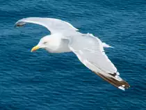 M�we vor Dover, 11.9.16