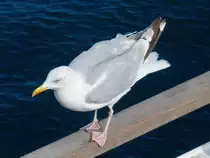 M�we vor Dover, 11.9.16