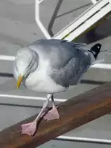 M�we vor Dover, 11.9.16