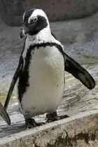 Pinguin, 06.04.2008 Stuttgart

