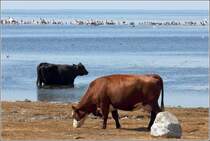 Bei hochsommerlichen Temperaturen nutzen auch Khe die Mglichkeit zum Bad in der Ostsee. Naturreservat Ottenby im Sden lands, 26.07.2018.