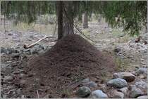 Ameisenhaufen (Hgelnest) bei Steinkyrka auf Gotland. 24.07.2018