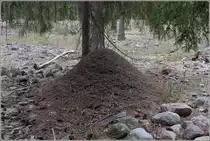 Ameisenhaufen (H�gelnest) bei Steinkyrka auf Gotland. 24.07.2018