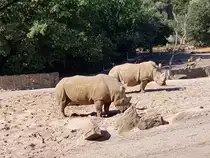 Breitmaulnash�rner am 2.9.2018 in der Zoom Erlebniswelt in Gelsenkirchen im Teil Afrika.